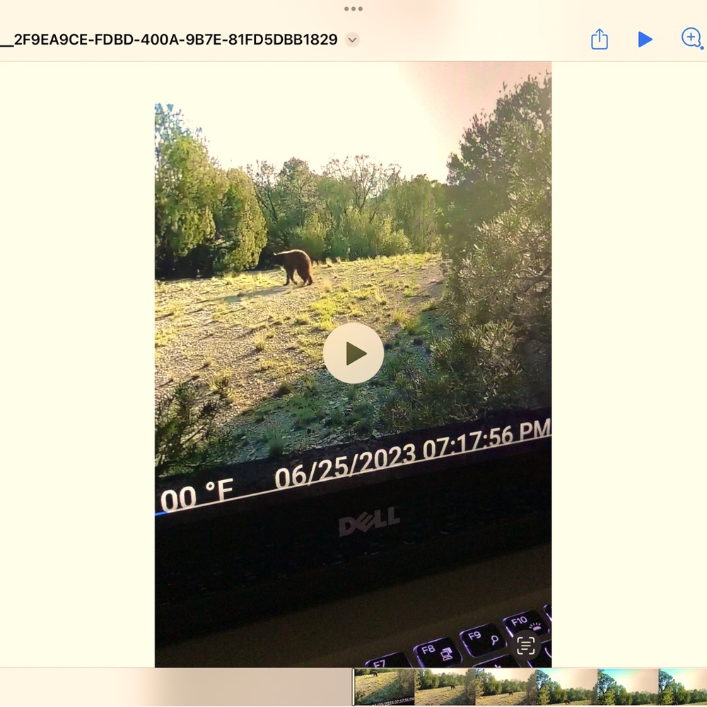 Bear oh my